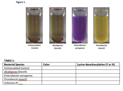 lysine decarboxylase test results|Decarboxylase Broth Protocol .
